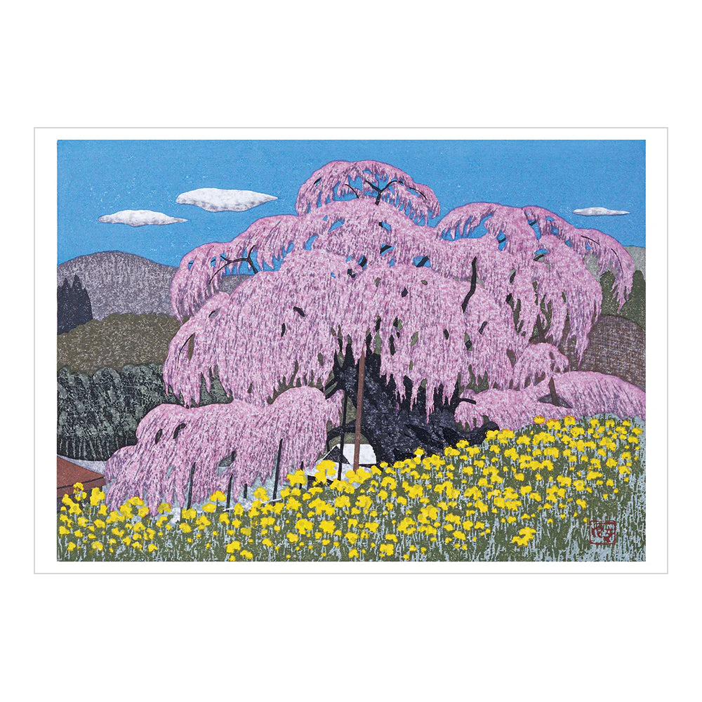 Kazuyuki Ohtsu: Cherry Trees Boxed Notecards