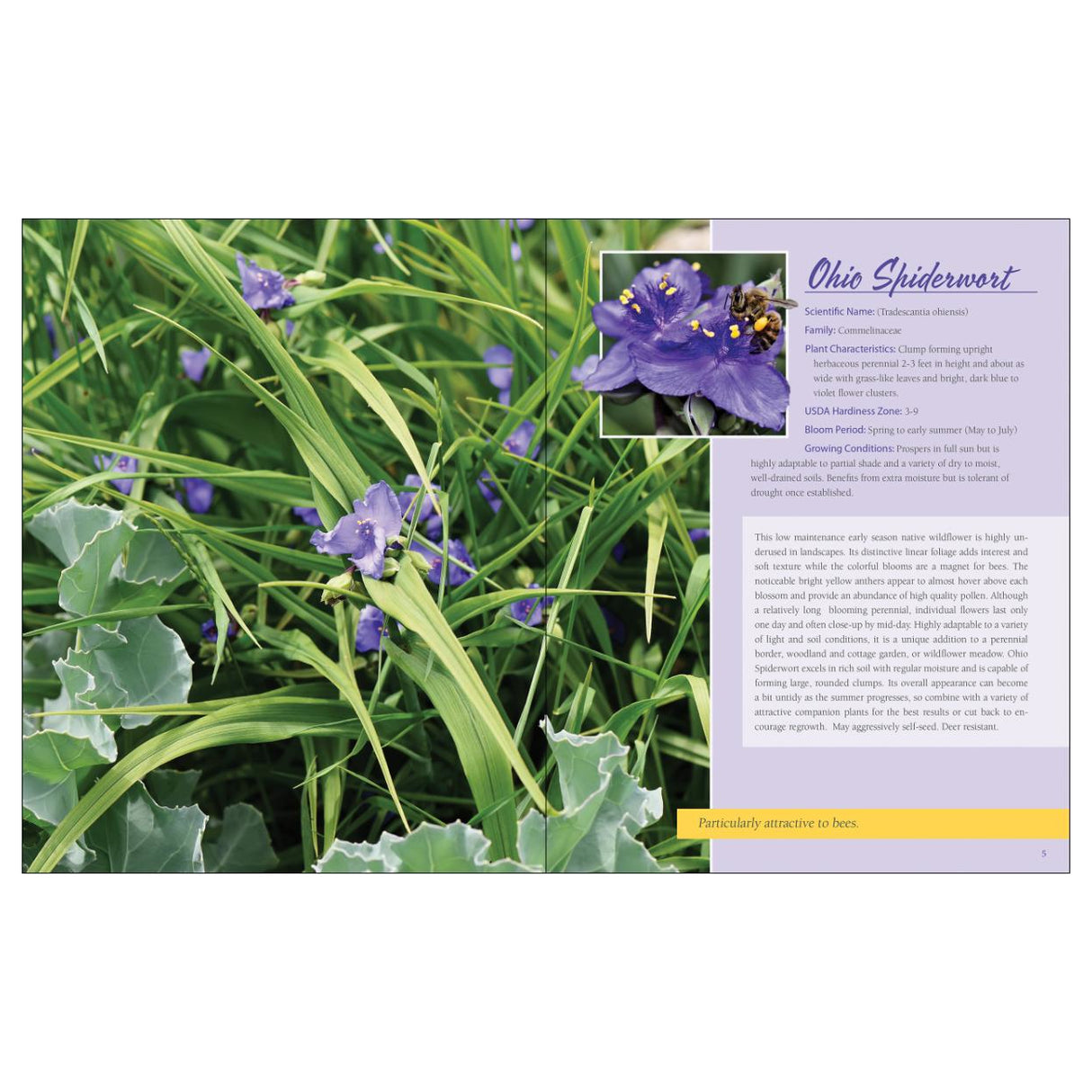 Native Plant Gardening for Birds, Bees & Butterflies