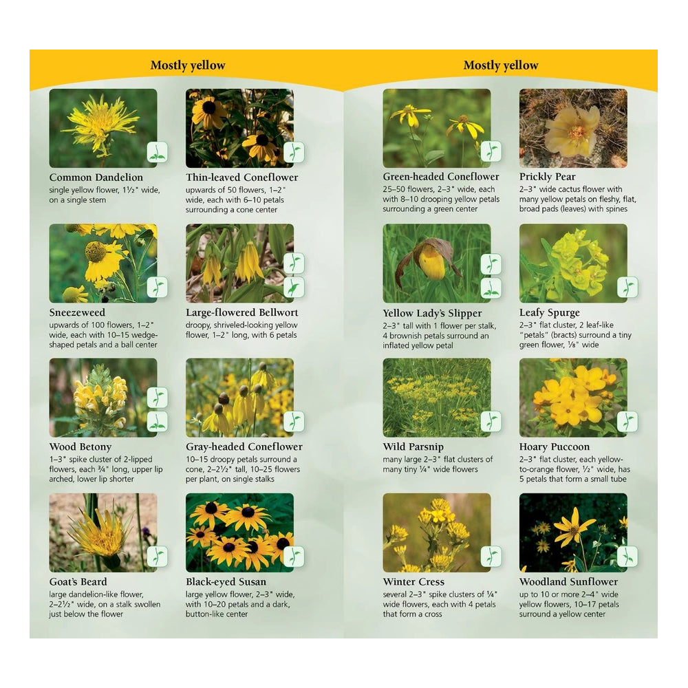 Wildflowers of the Midwest