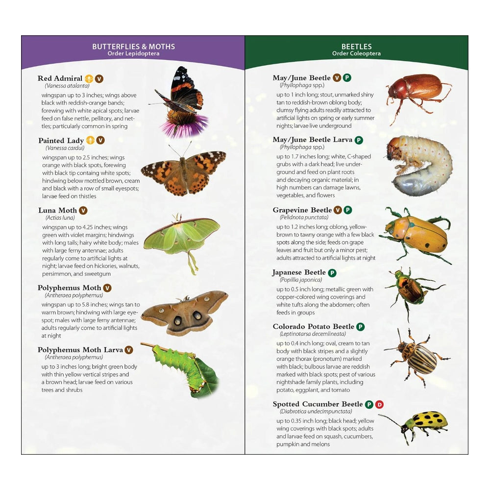 Garden Bugs & Insects of the Midwest