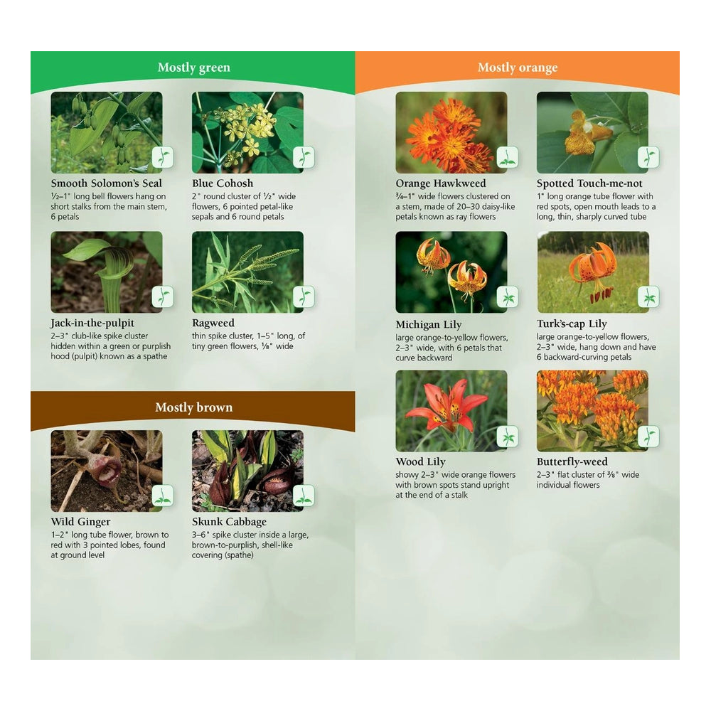 Wildflowers of the Midwest