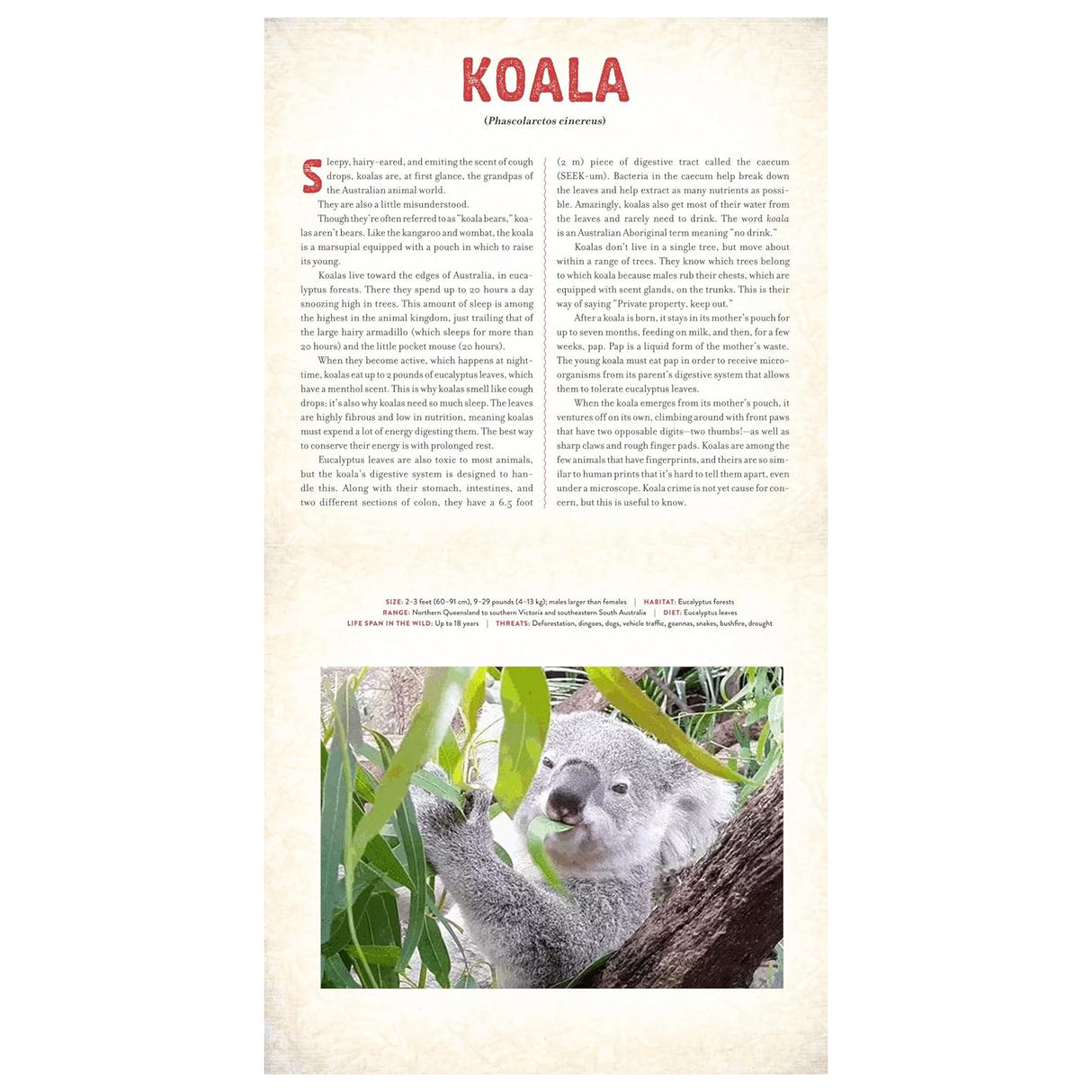 Outback: The Amazing Animals of Australia