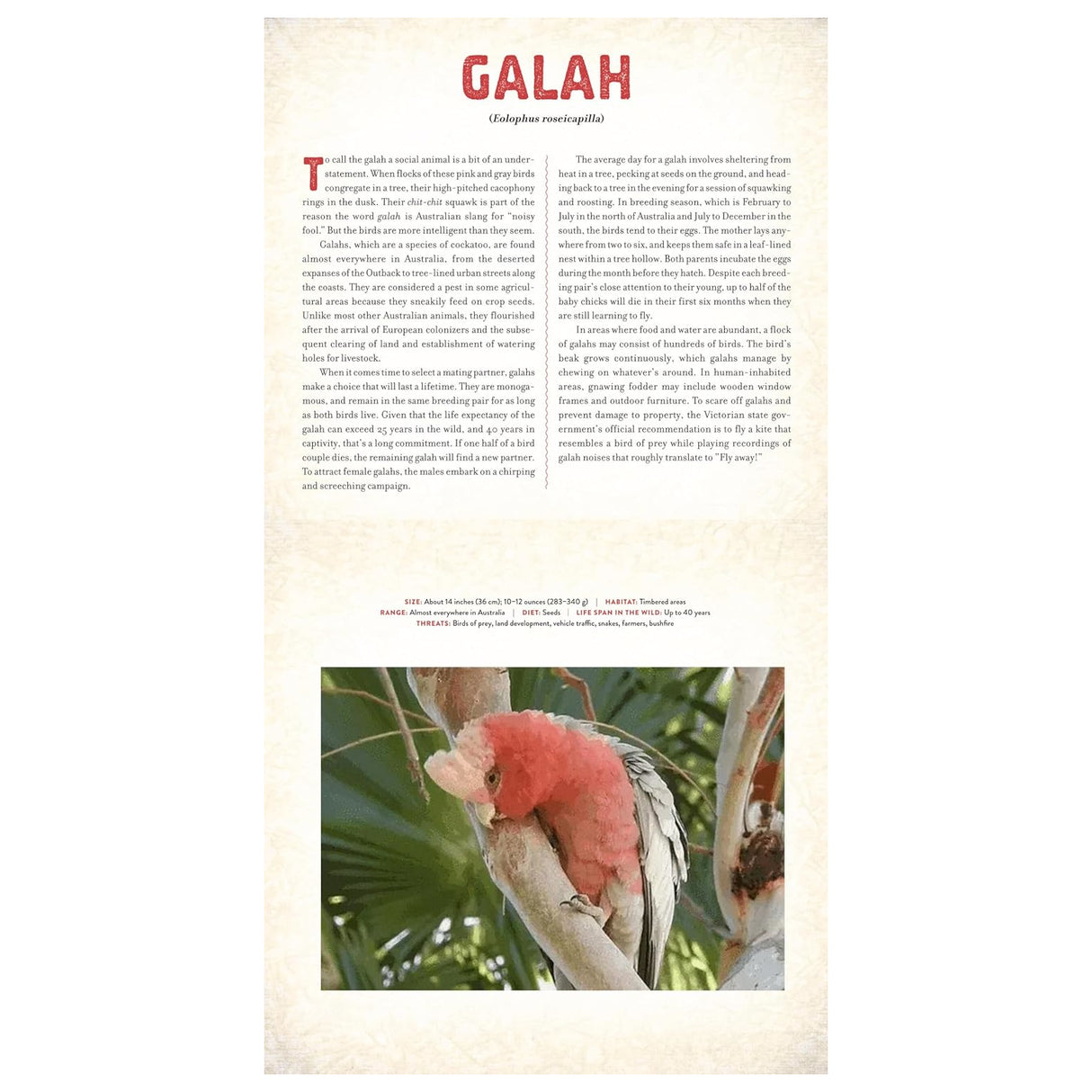 Outback: The Amazing Animals of Australia