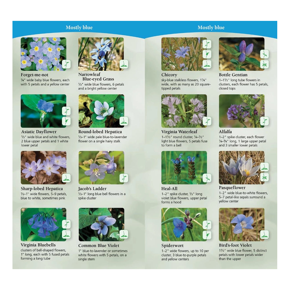 Wildflowers of the Midwest