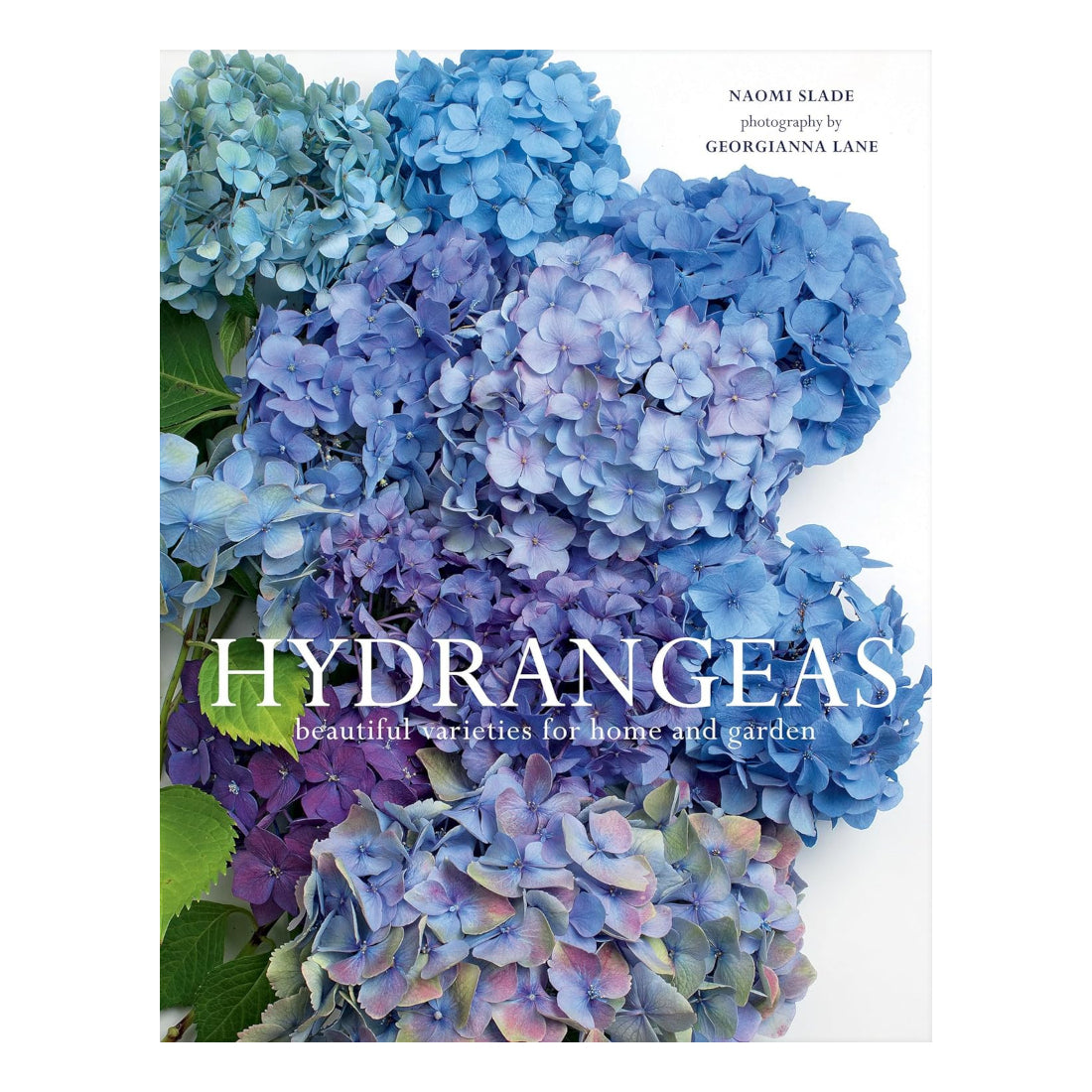 Hydrangeas: Beautiful Varieties For Home & Garden