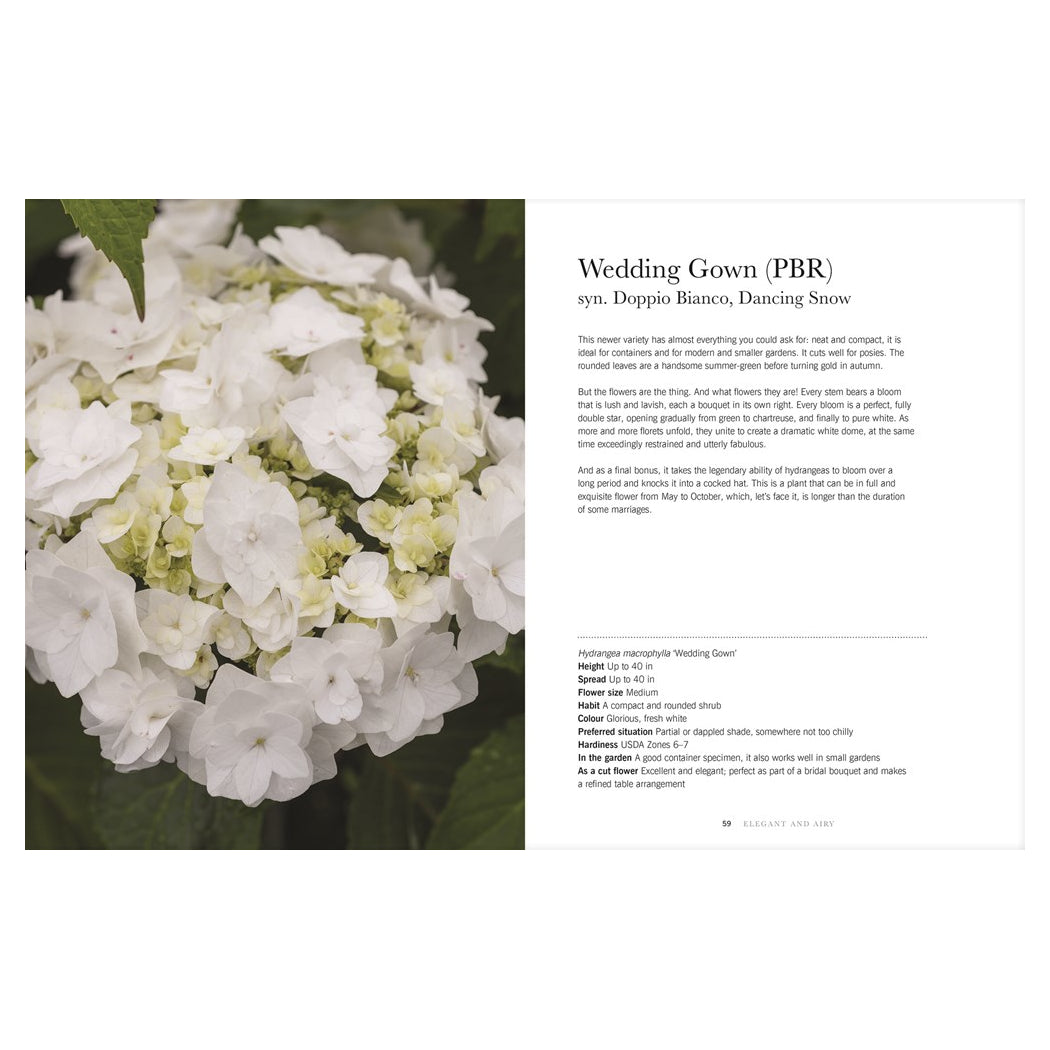 Hydrangeas: Beautiful Varieties For Home & Garden