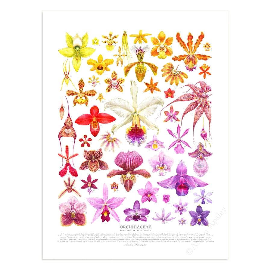 Orchid Species Print