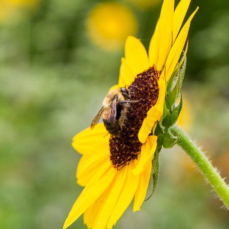 Bee Supportive