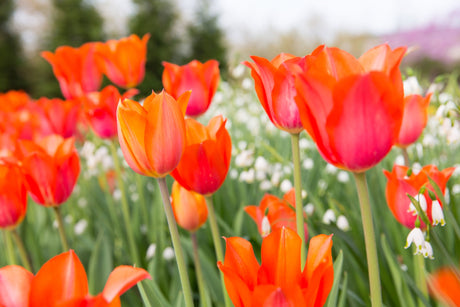 Spring Blooms