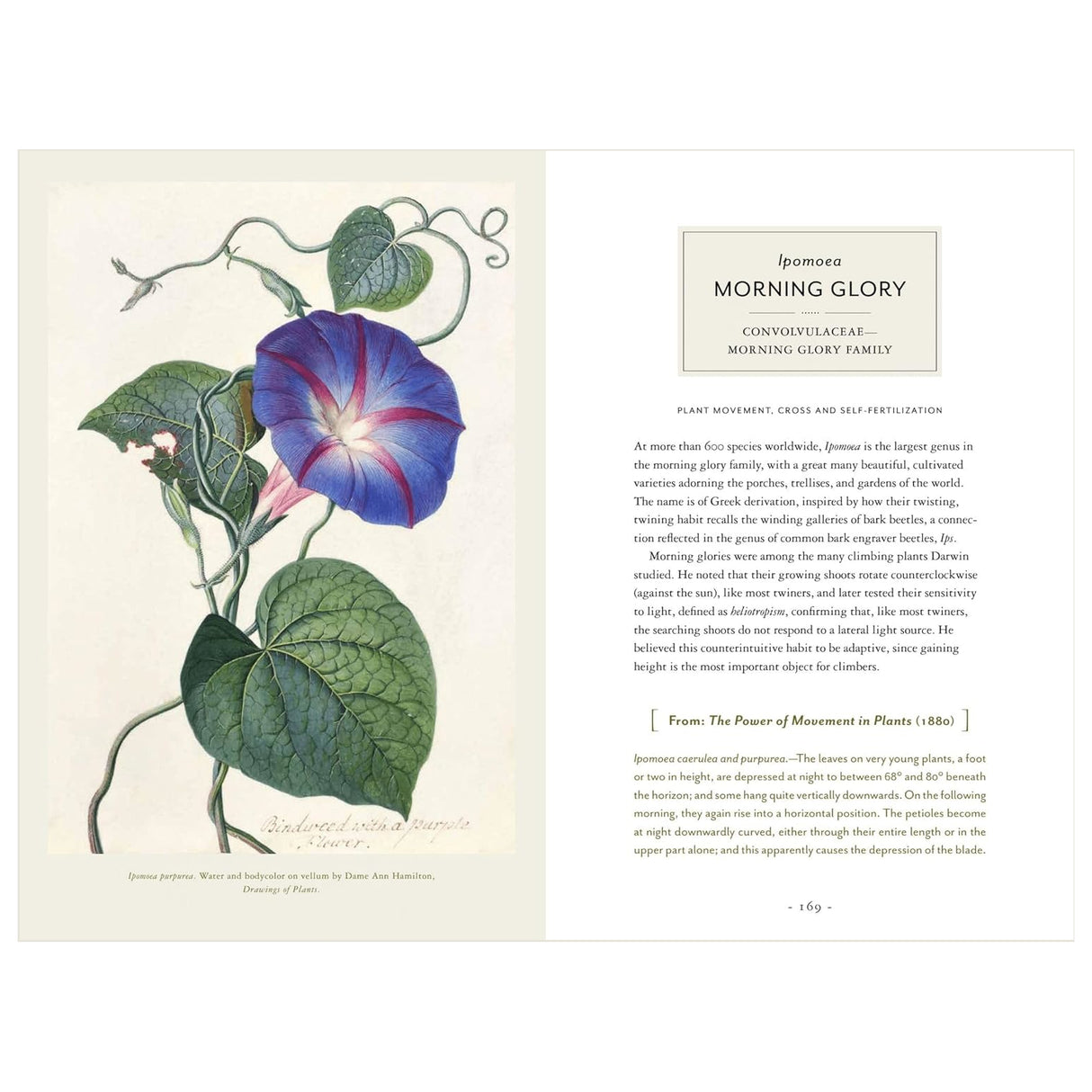 Darwin and the Art of Botany