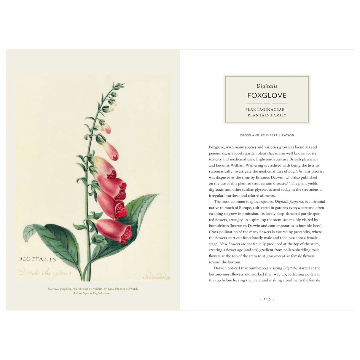 Darwin and the Art of Botany