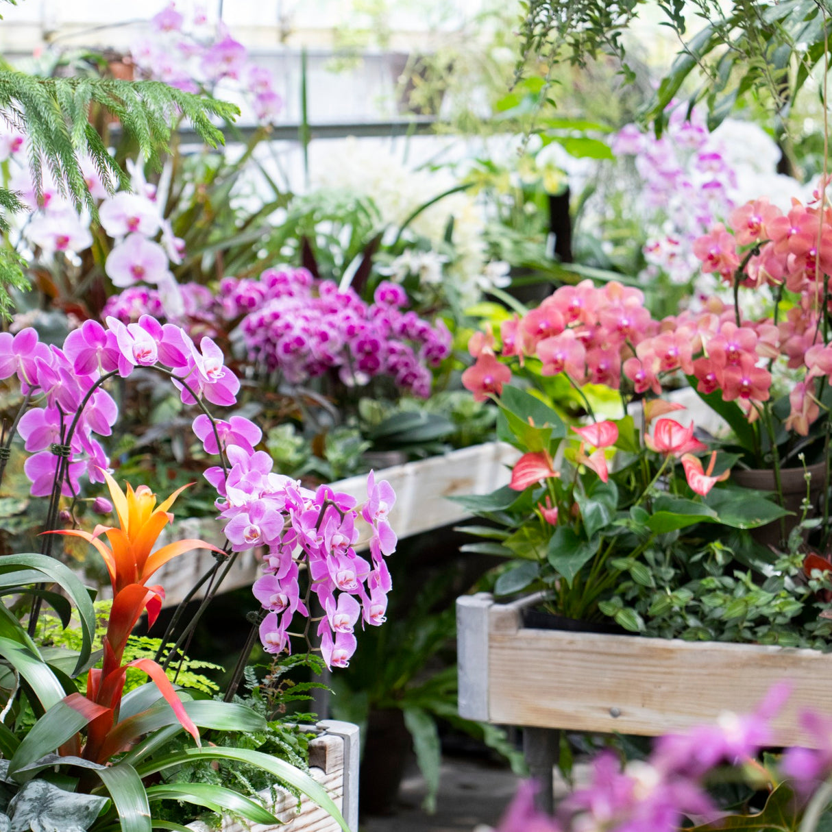 Madeline F. Elder Greenhouse Custom Orchid Potting Mix