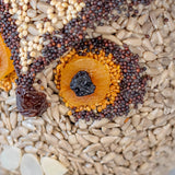 Whoo-Lio Owl Bird Feeder