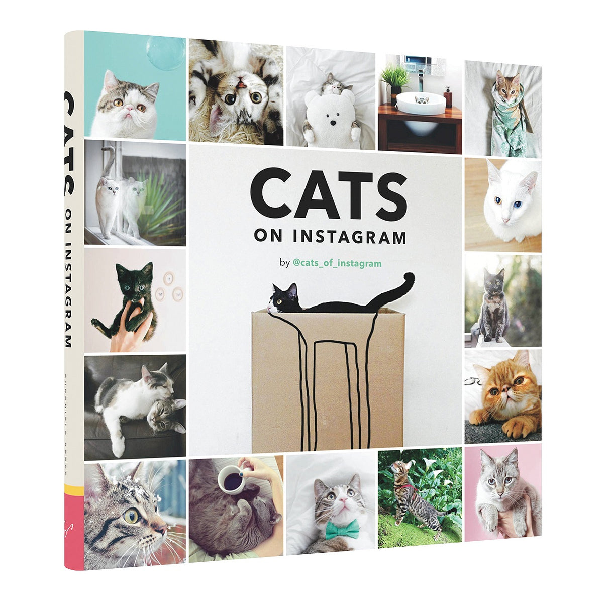 Cats on Instagram